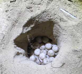 Ab in den warmen Sand