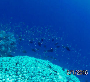 Schnorcheln Marsa Alam