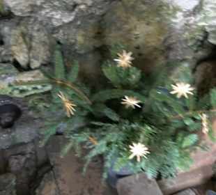 Lourdesgrotte Sonderbuch