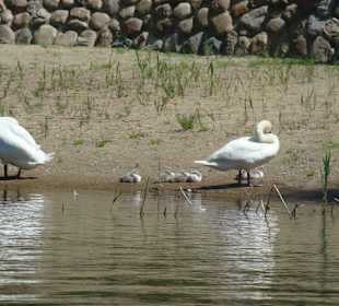 Malownicza rzeka Krutyń