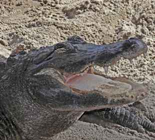 Ein Alligator in der Aufzuchtstatio