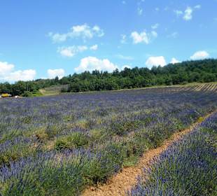 Lavendelfelder Sarraud