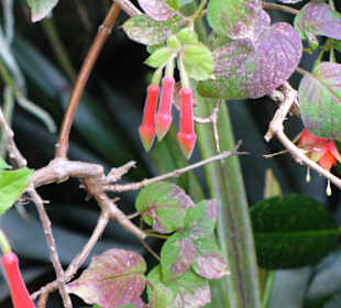 In Pregetter's Orchideengarten