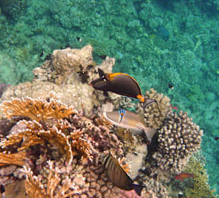 Fische vom Hausriff Tulip Resort