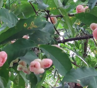 Harni's Plantation