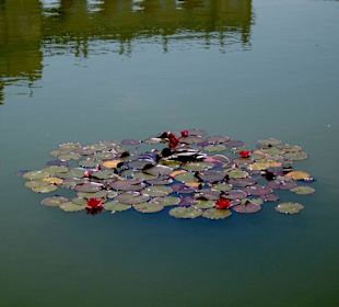 Seerosen in Schönbrunn