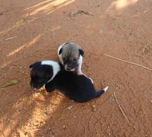 Elefantenreiten Sigiriya