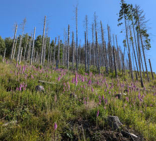 Klippen Runde Okertal Bild 5