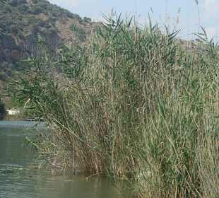 Rejs po rzece Dalyan