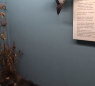 Museum für Naturkunde
