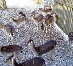 Im Hirschgarten