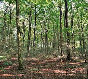 Impressionen aus dem Neuenburger Urwald