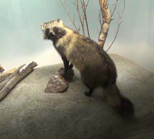 Museum Jagdtier + Vogelkunde