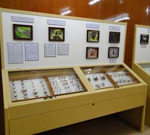 Poring Hot Springs - Schmetterlingsgarten