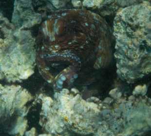 Unterwasserwelt am Hausriff