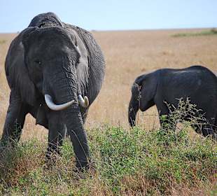 Elefant mit junges