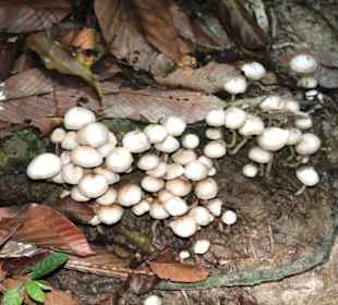 Dschungel- und Bootstour