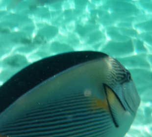 Schnorcheln Marsa Alam	