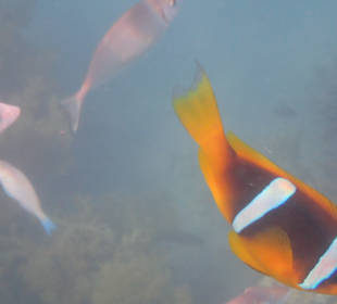 Schnorcheln Soma Bay