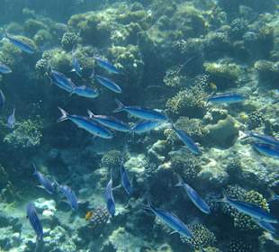 Riffe/Korallen