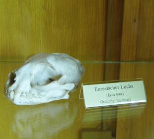 ArcheTierSchädelSammlung