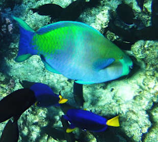 Unterwasserfoto im Hoteleigenem Hausriff