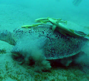 Turtel in Abu Dabbab