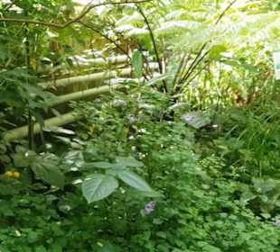 Botanischer Garten