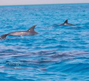 Coral Tours Aqua Center El Gouna