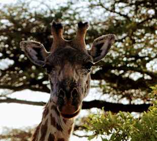 Giraffe (Tsavo Ost)