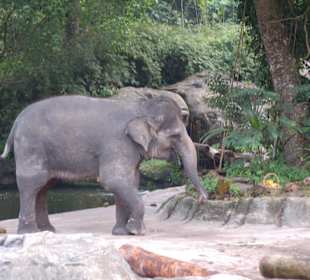 Elefant