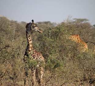 Giraffe in der Serengeti