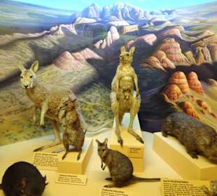 Tiere von allen Kontinenten im Haus der Natur