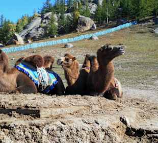 Kamele zu mieten für einen Ausritt