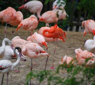 Flamingos