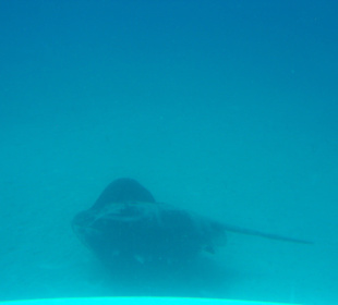 U-Boot Fahrt mit Rochen, sehr schön 