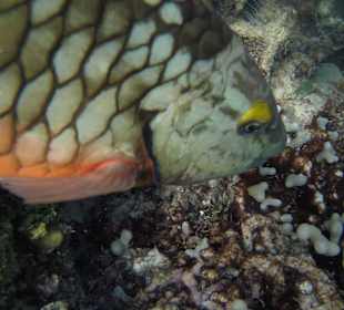 Akumal