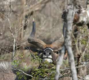 Krüger Park, Nyala
