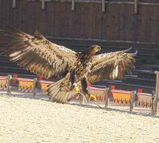 So ein Vogel kann ganz schön gefährlich sein