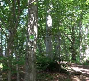 Premiumwanderweg "hochgelegen"