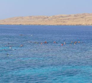 unsere Tauchertruppe beim Einsatz