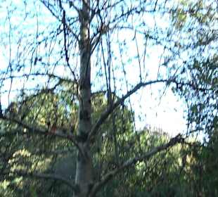 Baumlehrpfad Zollertal