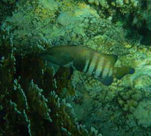 Pfauen - Zackenbarsch