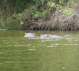 Hippos in Ufernähe, Lake Mburo