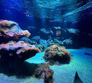 Aquazoo Löbbecke Museum Düsseldorf