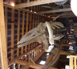 Skelett eines Finnwal