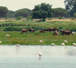 Wildpferde und Pelikane auf den Sumpfwiesen