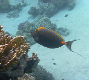 Tauchen am Hausriff des Mangrove Bay Resort