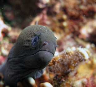 Giant Moray 