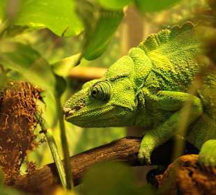 Kameleon